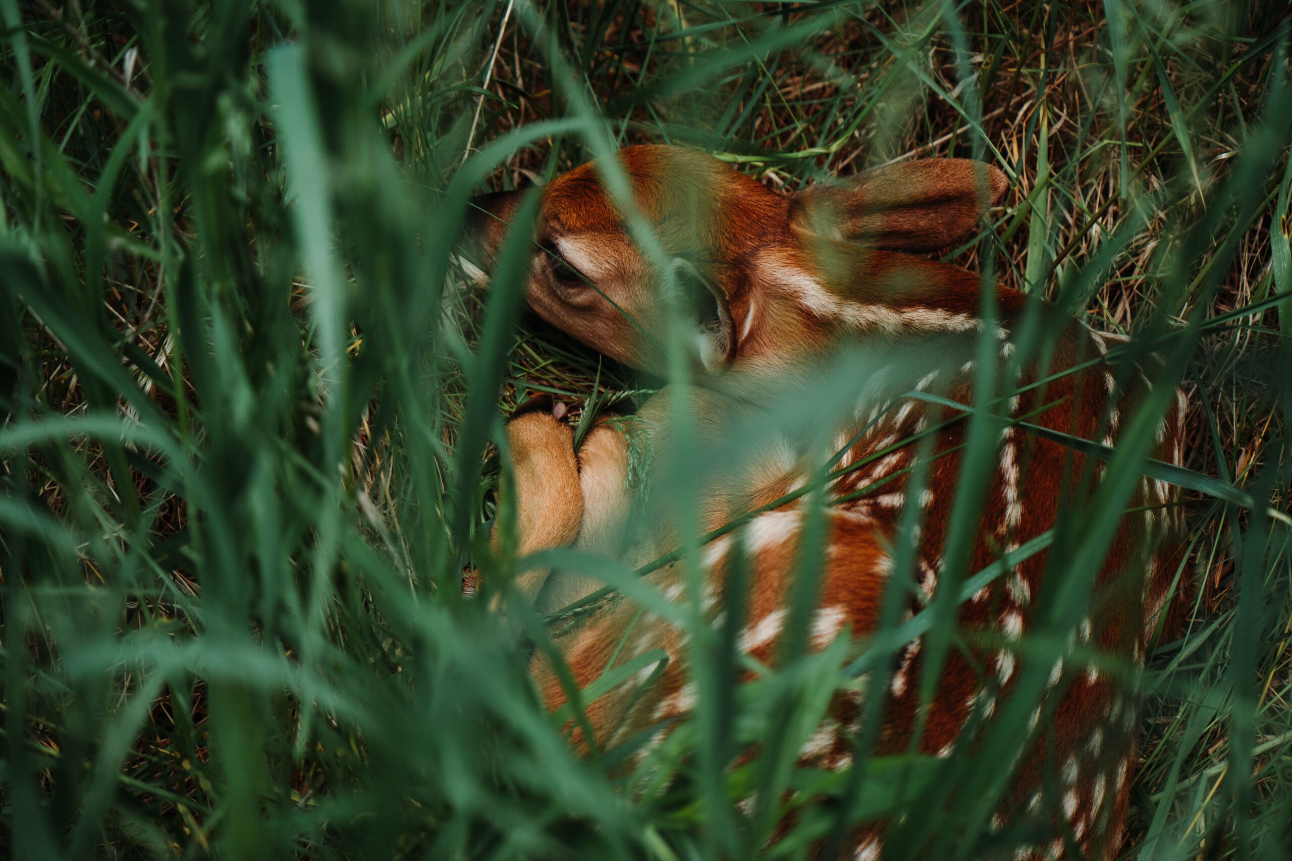 anton-marchuk-Y0D1-L6PEmQ-unsplash anton-marchuk-Y0D1-L6PEmQ-unsplash